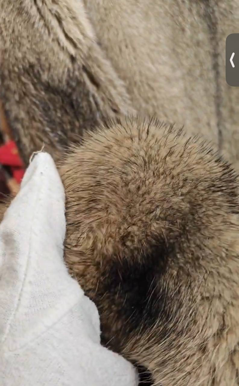 ШУБА THE ROW детальное фото